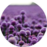 Purple Formal Dresses UK